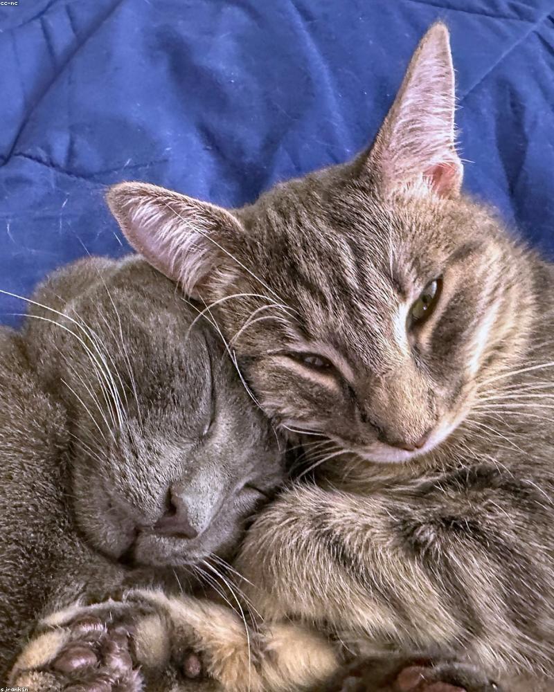 Classic Leather Bed V1