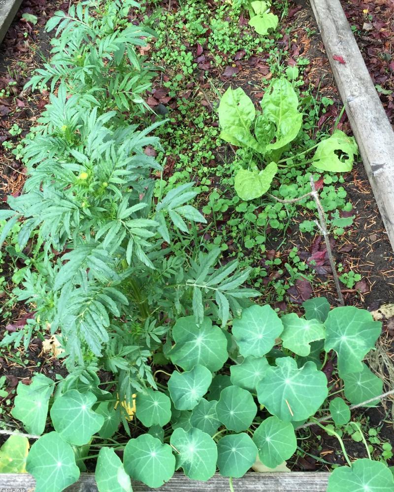 Modern Velvet Bed V5